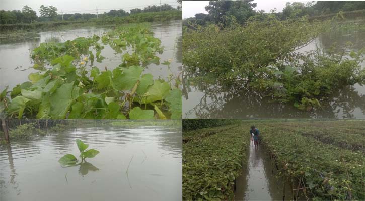 প্রবল বর্ষণে সবজিসহ ফসলের ব্যাপক ক্ষতি যশোরে